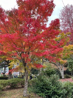 IMG_6541.jpeg