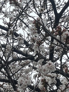 IMG_7868.jpeg